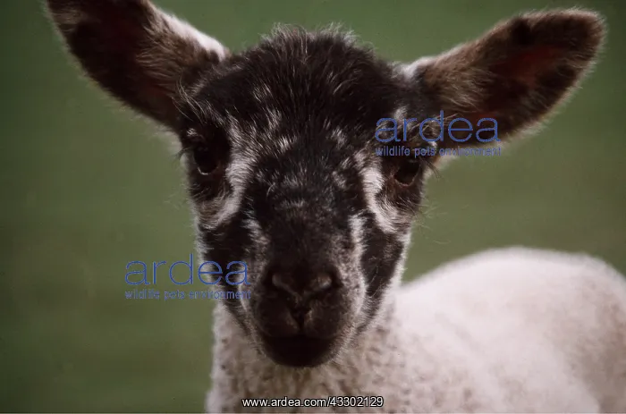 : LAMB - FACE AND EARS : LAMB - FACE AND EARS