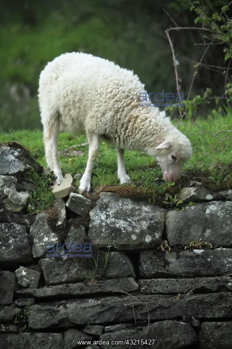 : Lamb grazing in Casentino - Tuscany : Lamb grazing in Casentino - Tuscany