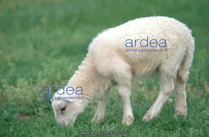 : Lamb grazing on grass : Lamb grazing on grass