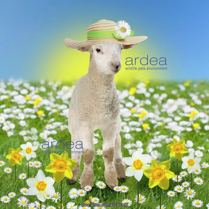  : Lamb in spring flowers daisies and daffodils wearing bonnet Digital Manipulation