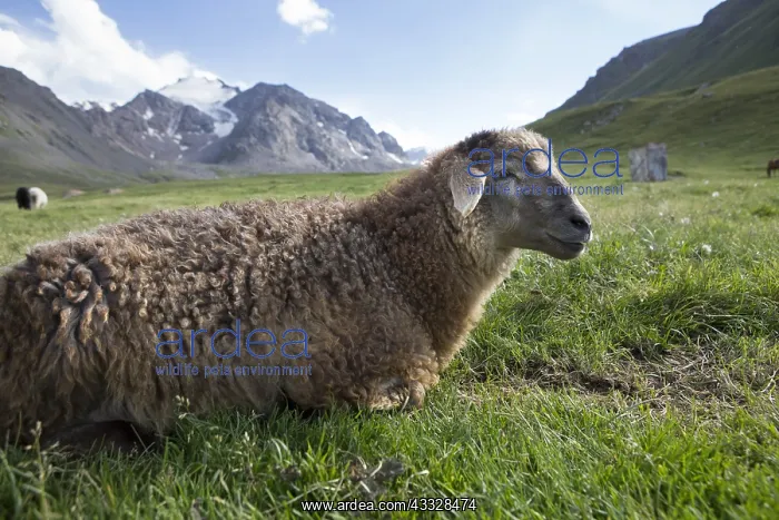 : Lamb, Kol Ukok, Kochkor, Kyrgyzstan : Lamb, Kol Ukok, Kochkor, Kyrgyzstan