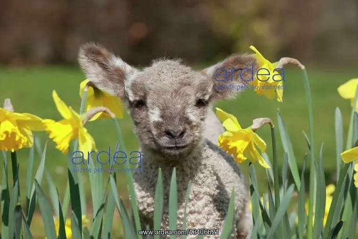 : Lamb - Lamb in daffodils : Lamb - Lamb in daffodils