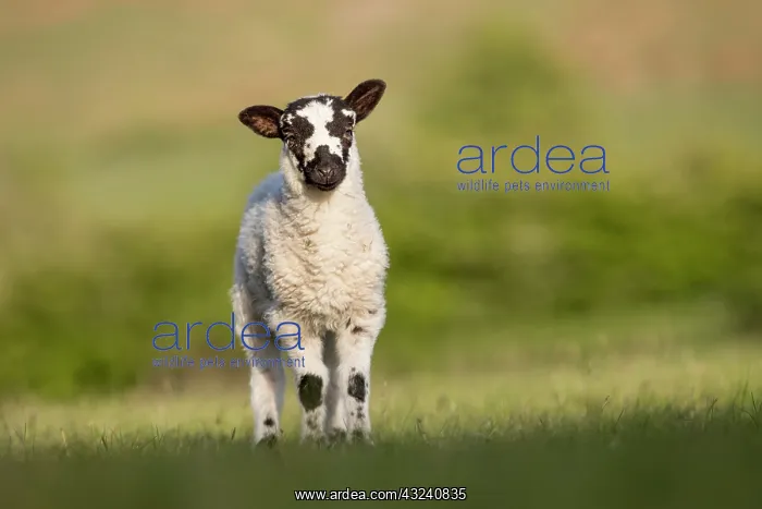  : Lamb - Lancashire - UK