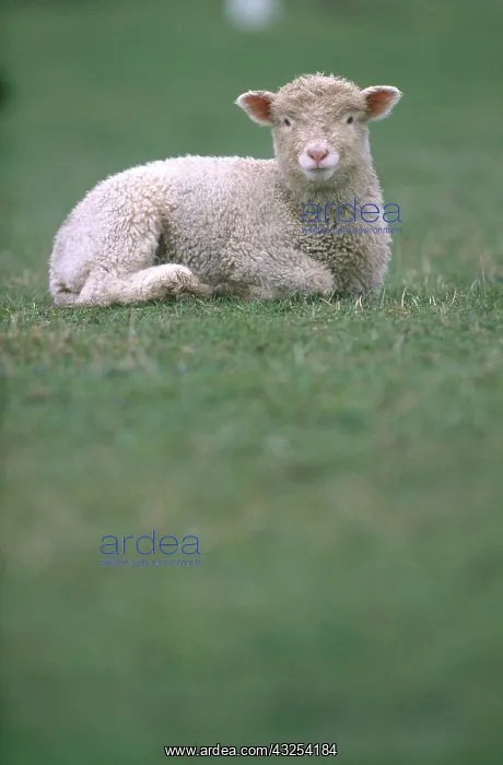 : Lamb lying on grass, Canterbury region, South Island, New Zealand : Lamb lying on grass, Canterbury region, South Island, New Zealand