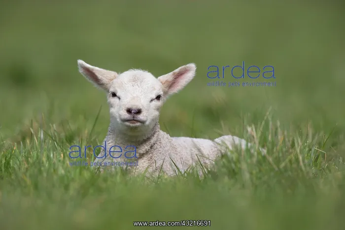 : Lamb lying in the grass in spring - GB : Lamb lying in the grass in spring - GB