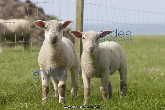 : Lamb in a meadow in Seine-Maritime : Lamb in a meadow in Seine-Maritime