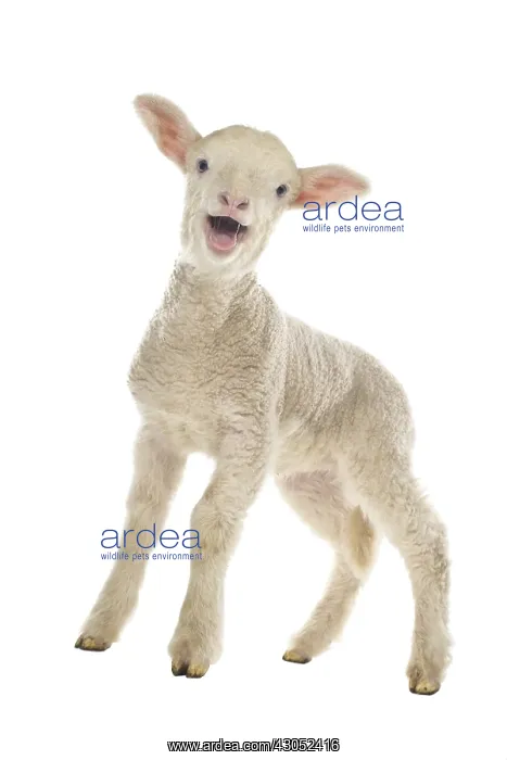 : Lamb Merinos bleating : Lamb Merinos bleating