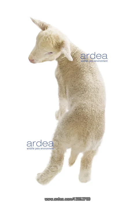 : Lamb Merinos bleating : Lamb Merinos bleating