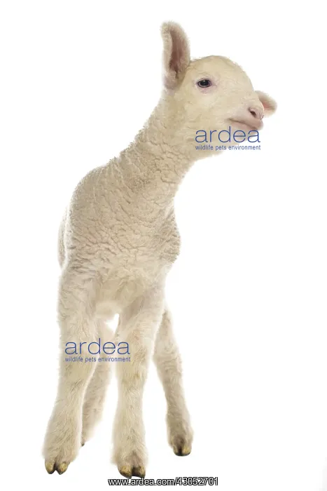 : Lamb Merinos bleating : Lamb Merinos bleating