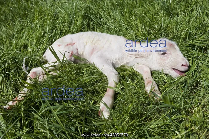 : Lamb Merinos newborn grass in a meadow : Lamb Merinos newborn grass in a meadow
