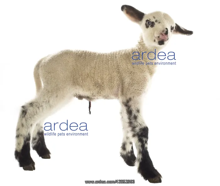 : Lamb newborn Cross and Suffolk Merinos : Lamb newborn Cross and Suffolk Merinos