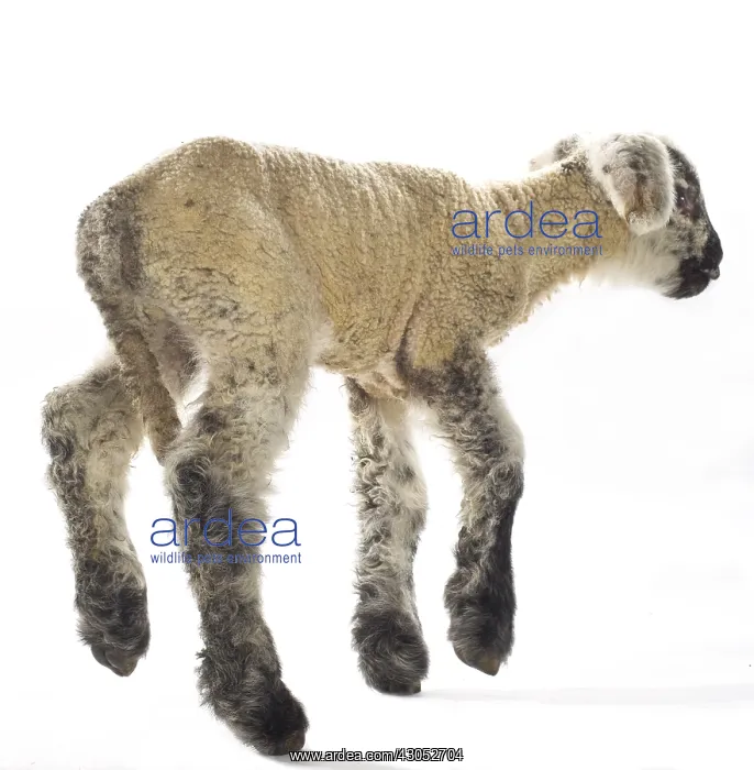 : Lamb newborn Cross and Suffolk Merinos : Lamb newborn Cross and Suffolk Merinos