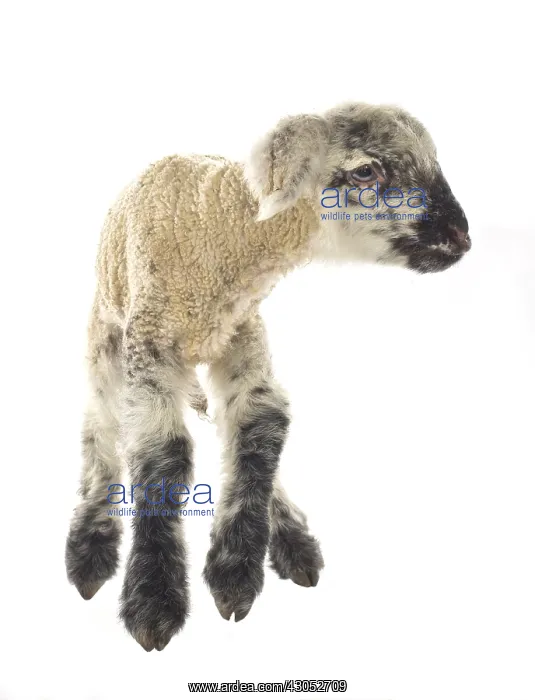 : Lamb newborn Cross and Suffolk Merinos : Lamb newborn Cross and Suffolk Merinos