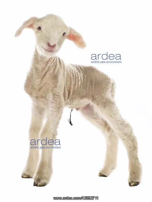 : Lamb newborn Cross and Suffolk Merinos : Lamb newborn Cross and Suffolk Merinos