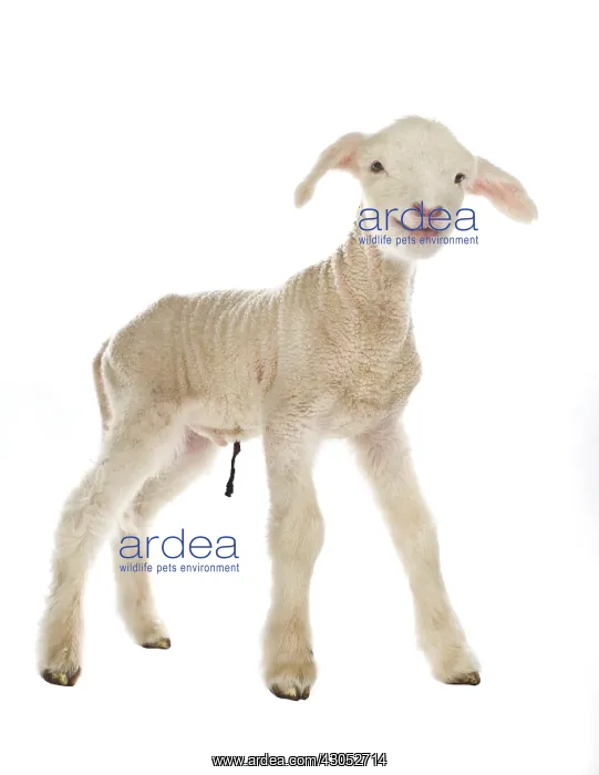 : Lamb newborn Cross and Suffolk Merinos : Lamb newborn Cross and Suffolk Merinos