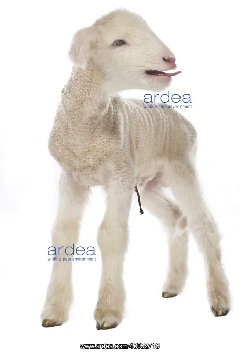 : Lamb newborn Cross and Suffolk Merinos : Lamb newborn Cross and Suffolk Merinos