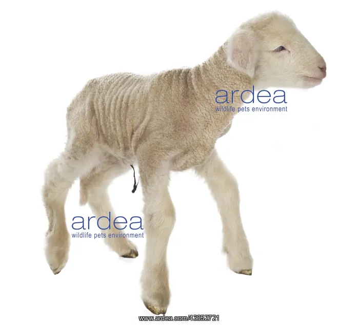 : Lamb newborn Cross and Suffolk Merinos : Lamb newborn Cross and Suffolk Merinos