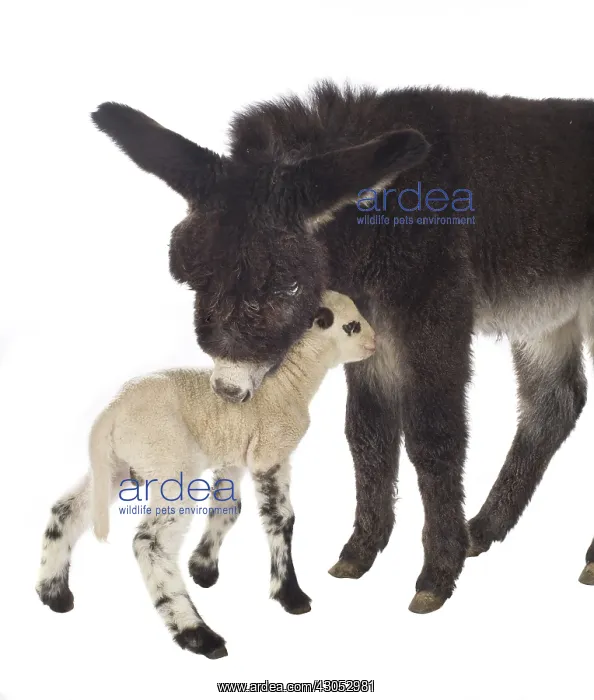 : Lamb newborn Suffolk and Merinos and black Anon : Lamb newborn Suffolk and Merinos and black Anon