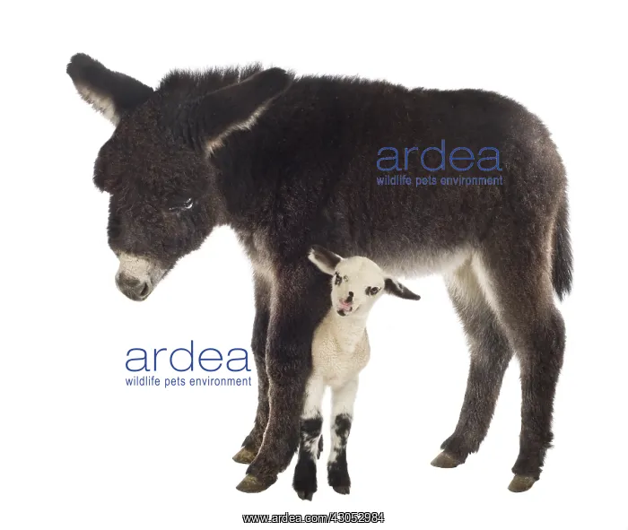 : Lamb newborn Suffolk and Merinos and black Anon : Lamb newborn Suffolk and Merinos and black Anon
