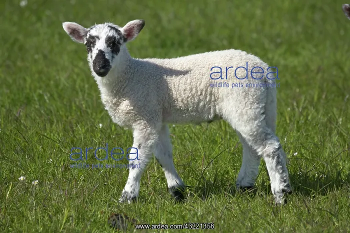  : Lamb, Northumberland, England