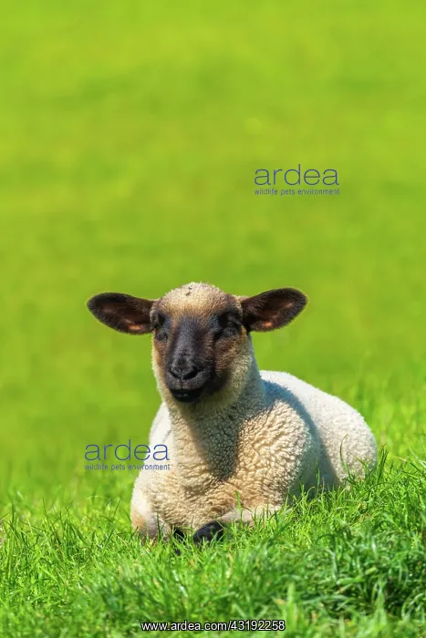 : Lamb on the pasture, Westerhever, Eiderstedt landscape : Lamb on the pasture, Westerhever, Eiderstedt landscape
