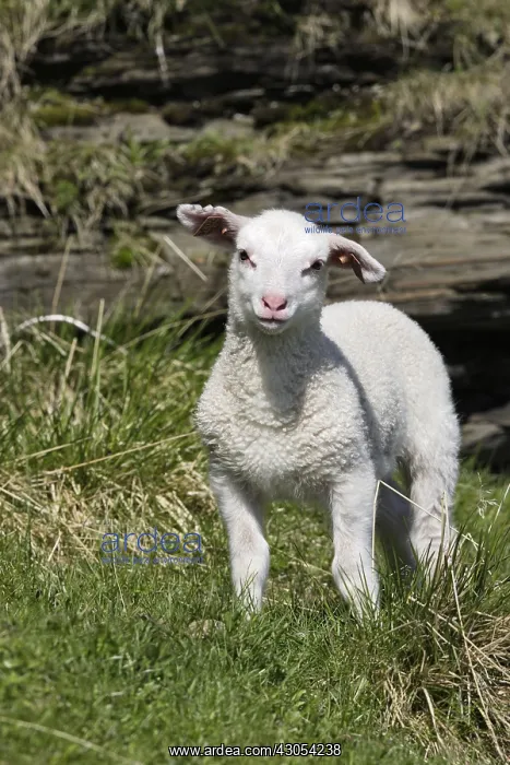 : Lamb release Varanger Fjord Norway : Lamb release Varanger Fjord Norway