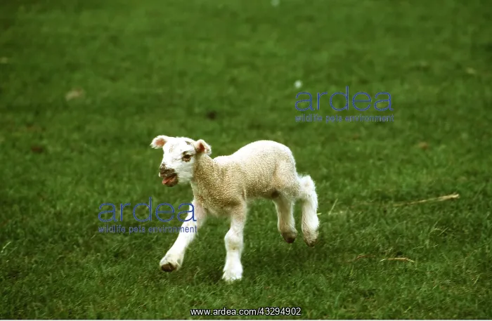 : LAMB - running, in field : LAMB - running, in field