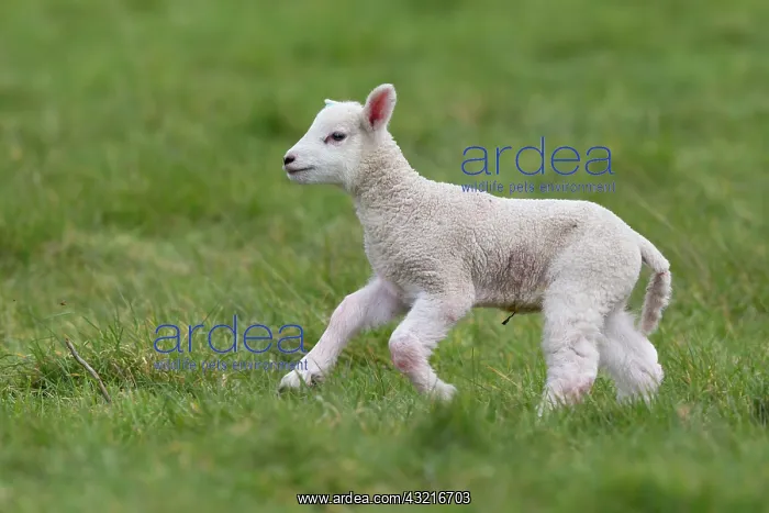 : Lamb running in a meadow in spring - GB : Lamb running in a meadow in spring - GB