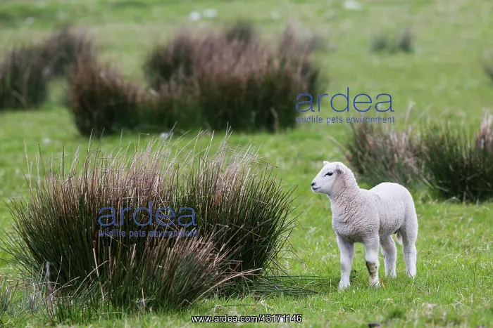 : Lamb Scottish Blackface. Scotland : Lamb Scottish Blackface. Scotland
