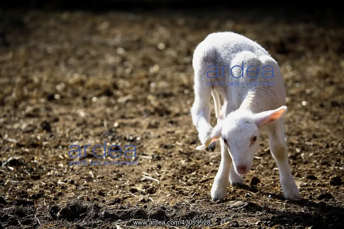 : Lamb scratching with the back leg : Lamb scratching with the back leg