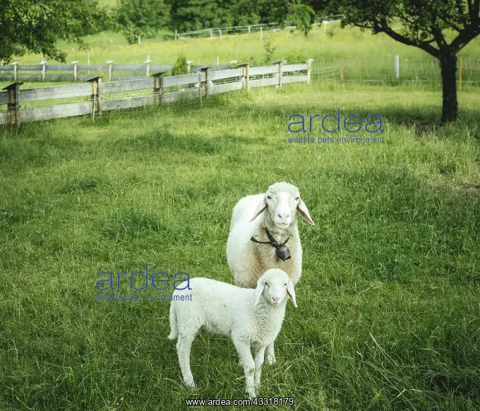 : Lamb and sheep on an organic farm, Upper Bavaria : Lamb and sheep on an organic farm, Upper Bavaria