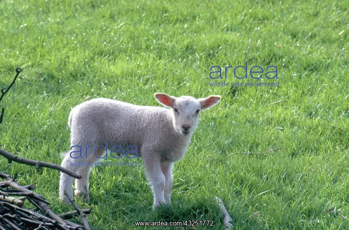 : Lamb. Snowdonia, Wales : Lamb. Snowdonia, Wales