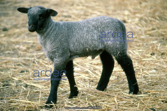: Lamb, Southwest Idaho : Lamb, Southwest Idaho