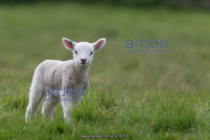 : Lamb standing in a meadow in spring - GB : Lamb standing in a meadow in spring - GB