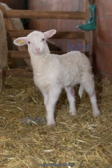 : Lamb in winter stall : Lamb in winter stall