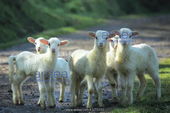 : Lambs in Casentino - Tos : Lambs in Casentino - Tos