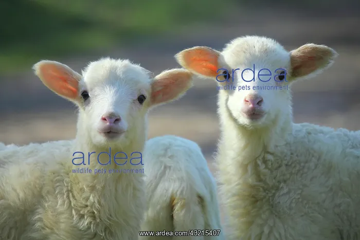 : Lambs in Casentino - Tuscany : Lambs in Casentino - Tuscany