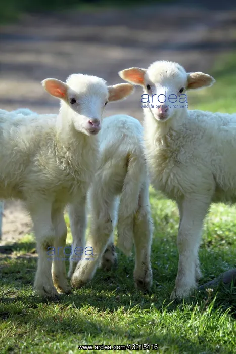 : Lambs in Casentino - Tuscany : Lambs in Casentino - Tuscany