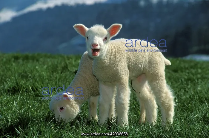 : Two Lambs - a few days old together in meadow, one bleating : Two Lambs - a few days old together in meadow, one bleating