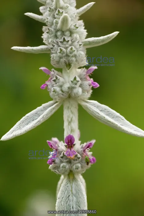 : Lamb's ear : Lamb's ear