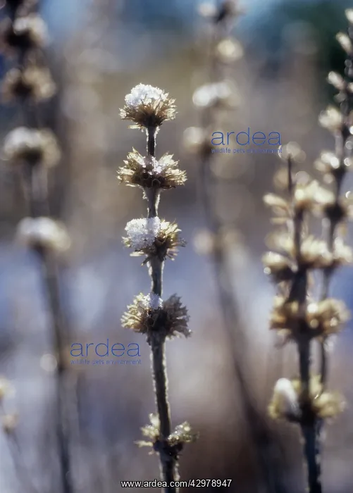 : Lambs ears : Lambs ears