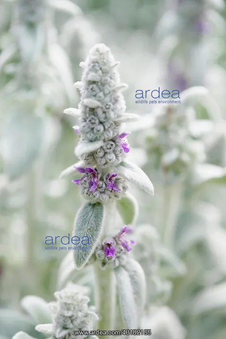 : Lambs ears, Stachys byzantina, Close side view : Lambs ears, Stachys byzantina, Close side view