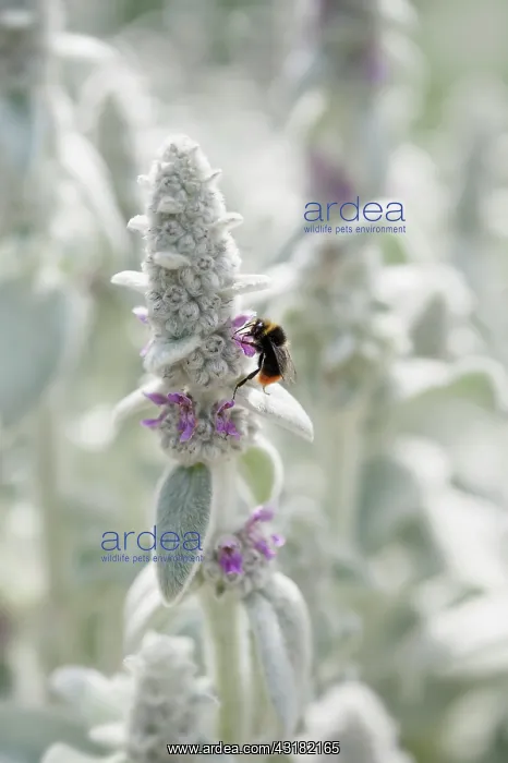 : Lambs ears, Stachys byzantina, Close side view : Lambs ears, Stachys byzantina, Close side view