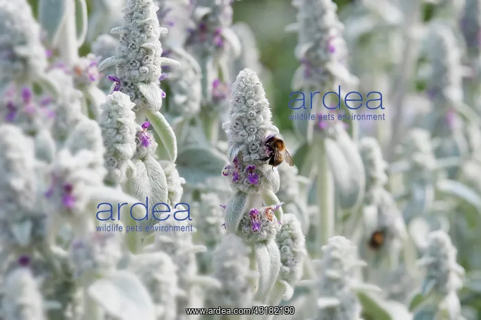 : Lambs ears, Stachys byzantina, Side view of several : Lambs ears, Stachys byzantina, Side view of several