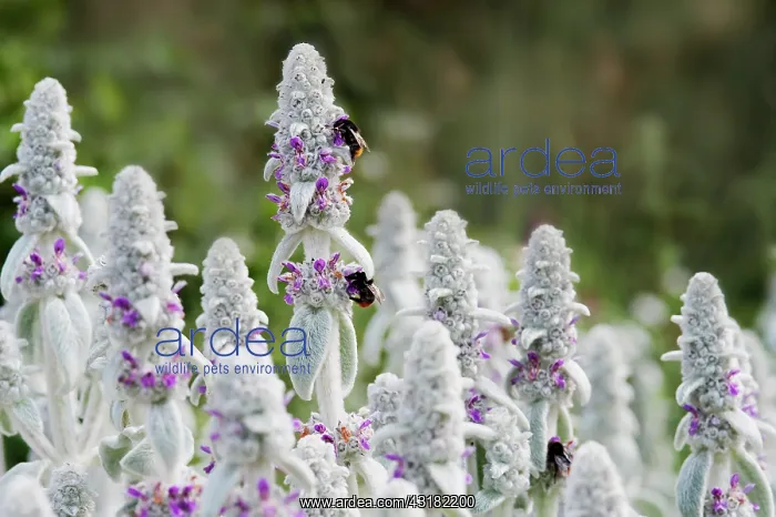 : Lambs ears, Stachys byzantina, Side view of several : Lambs ears, Stachys byzantina, Side view of several