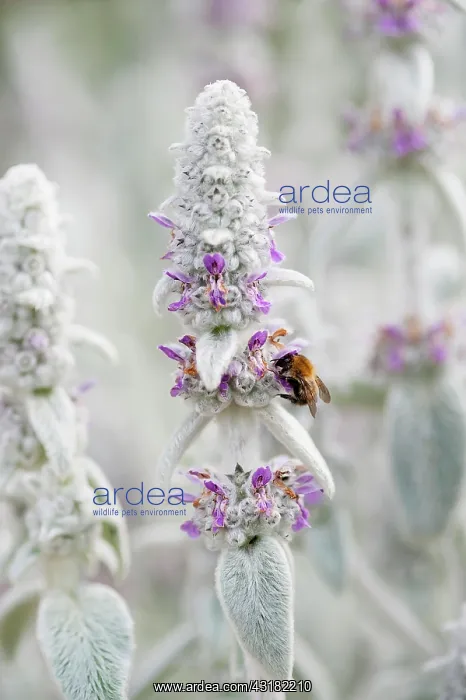 : Lambs ears, Stachys byzantina, Side view of several : Lambs ears, Stachys byzantina, Side view of several