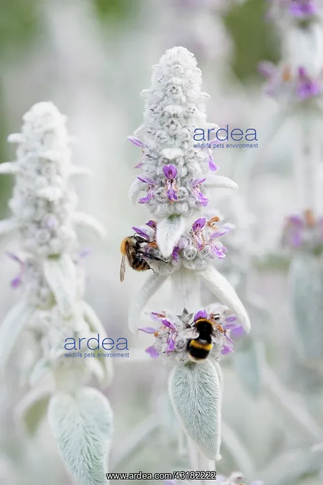 : Lambs ears, Stachys byzantina, Side view of several : Lambs ears, Stachys byzantina, Side view of several