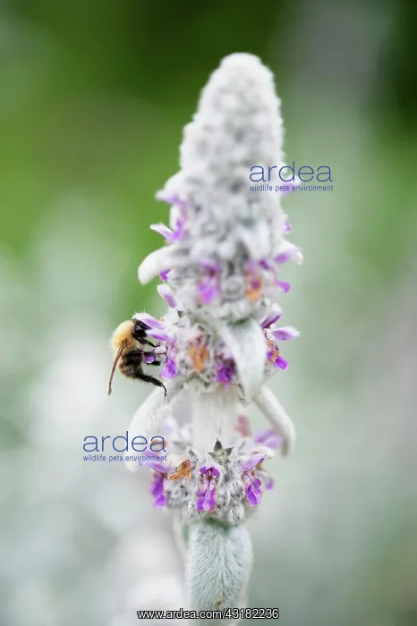 : Lambs ears, Stachys byzantina, Side view of several : Lambs ears, Stachys byzantina, Side view of several