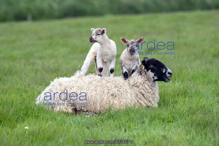  : Lambs and Ewe - Devon - UK