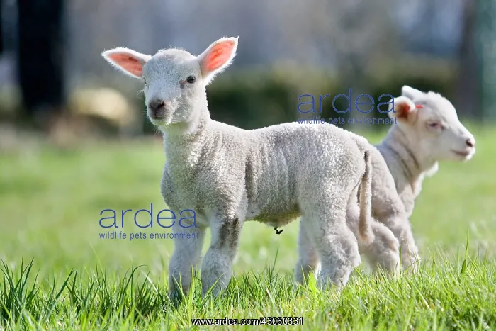 : Lambs in grass Franche-Comte France : Lambs in grass Franche-Comte France